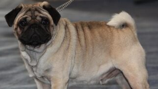 Pugs possuem saúde frágil.