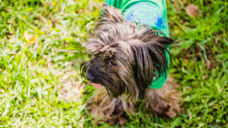 Se tem uma coisa que brasileiro sabe fazer bem, é dar nomes inesquecíveis para seus animais de estimação.