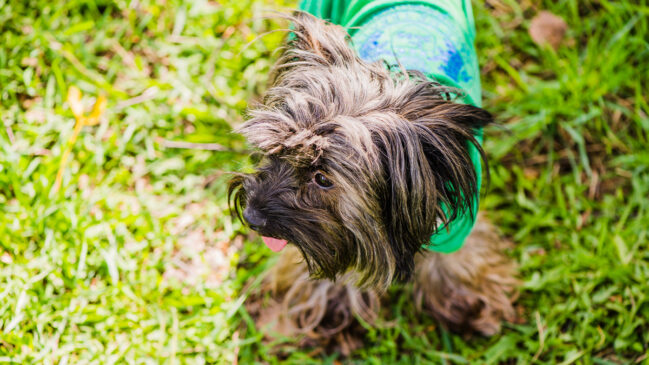 Se tem uma coisa que brasileiro sabe fazer bem, é dar nomes inesquecíveis para seus animais de estimação.