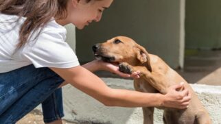O contato físico com os animais promove alívio imediato do estresse
