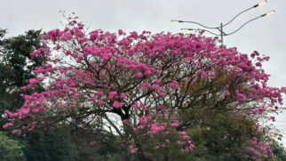 Essas árvores, que encantam com suas cores vibrantes, começam a florescer justamente nos meses mais secos do ano