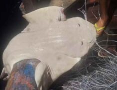 O animal foi capturado com um anzol preso à nadadeira, mas logo após o registro, foi devolvido ao mar