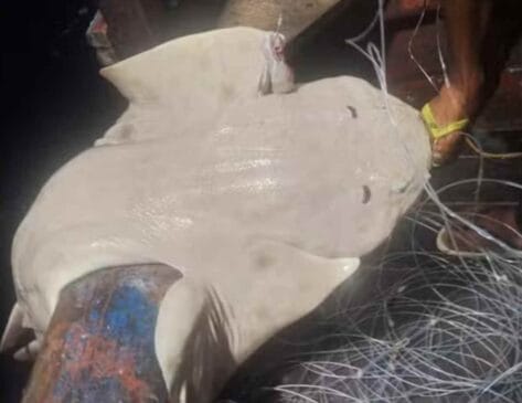 O animal foi capturado com um anzol preso à nadadeira, mas logo após o registro, foi devolvido ao mar