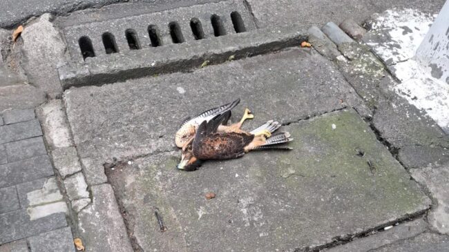 O gavião-asa-de-telha (Parabuteo unicinctus) apareceu morto em Santos