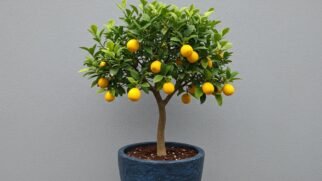 Conheça Plantas ideais para espaços pequenos que produzem de verdade