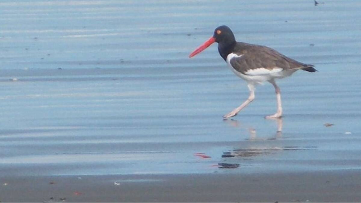 Entre 2019 e 2022, os pesquisadores monitoraram sistematicamente 15 quilômetros de praias