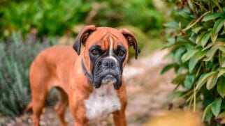 A ideia de que cães podem sentir ciúmes tem sido uma crença comum entre tutores