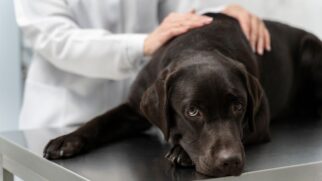 Saúde canina: o que todo tutor precisa saber sobre o câncer em pets