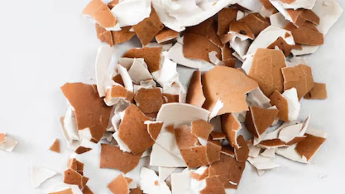 Misturar cascas de ovo no café pode ser uma maneira diferente de alterar o sabor do café