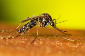 Atualmente, não há vacina aprovada contra o chikungunya, o que torna a eliminação do mosquito transmissor a principal estratégia de prevenção