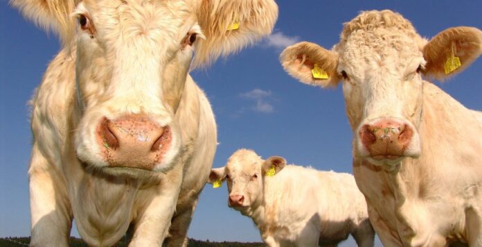 Pesquisadora descobre que as vacas têm as suas preferidas e fazem 'panelinha'