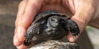 O Zoológico de Miami já enviou um pedido ao Guinness World Records para que Golias seja reconhecido oficialmente como o pai de primeira viagem mais velho do mundo