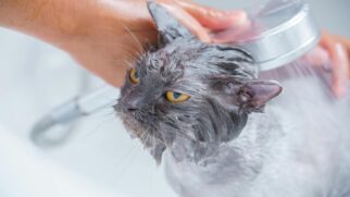 Dar banho em gatos pode ser algo muito mais complexo do que imaginamos
