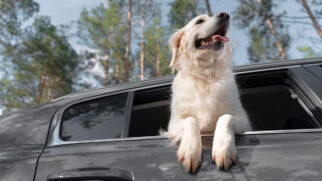 Com a chegada das férias de julho, muitos tutores aproveitam para pegar a estrada com seus companheiros de quatro patas