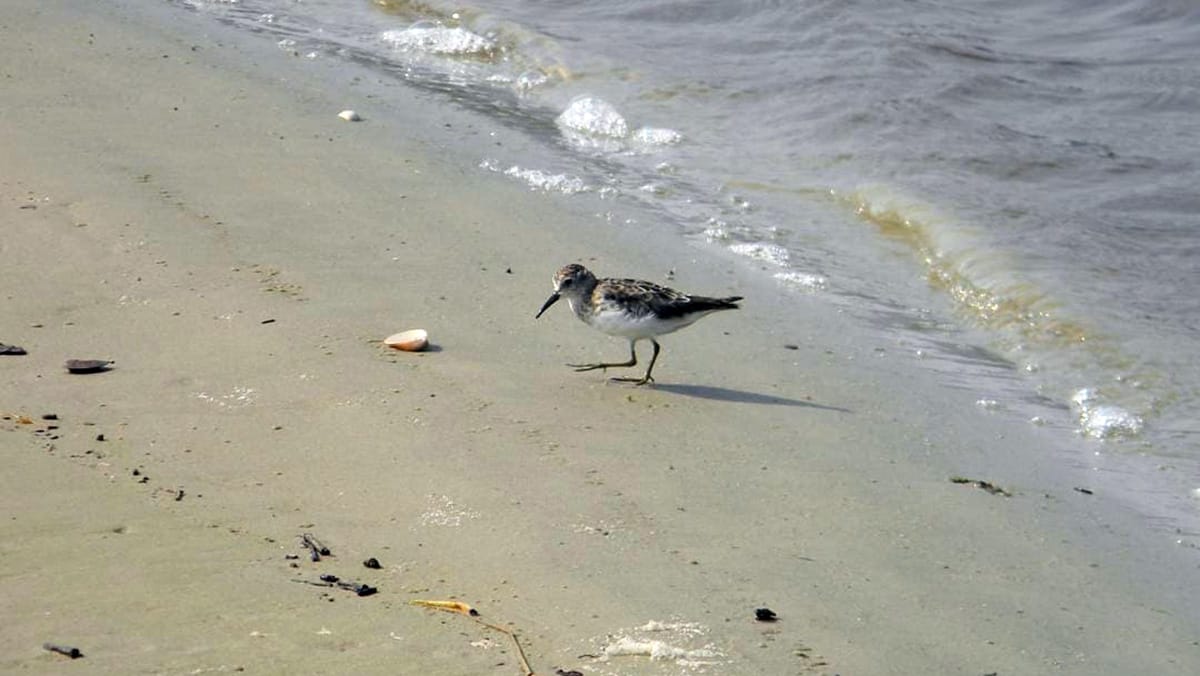Tratores compactam o solo, retiram o alimento dos bichos e podem até matá-los