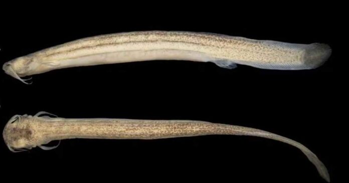Chamado de Listrura elongata, ele não possui nadadeira dorsal e tem o corpo alongado
