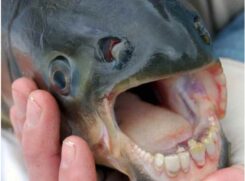 Seus dentes são retos e achatados, ideais para triturar frutas, sementes e vegetais
