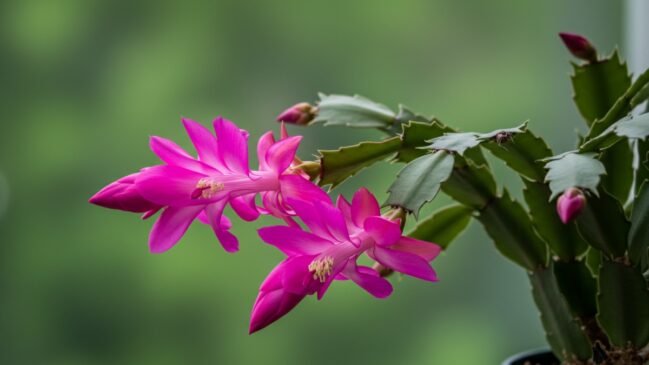 Duplique sua flor-de-maio: o passo a passo que você precisava!