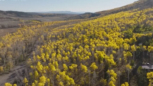 Essa estrutura viva se espalha por cerca de 43 hectares na Floresta Nacional de Fishlake, no estado de Utah, nos Estados Unidos