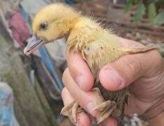 Em seguida, os patos foram devolvidos à sua tutora