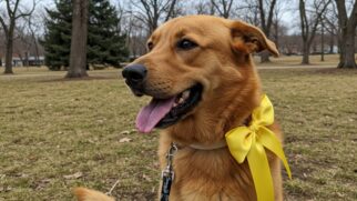 Aprenda a 'ler' as necessidades dos cães ao seu redor