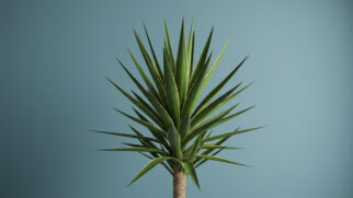 Essas plantas podem crescer facilmente mesmo com clima seco e pouca água