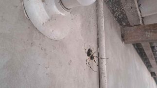 A Maria-bola têm veneno, mas a sua toxina não faz mal para os humanos