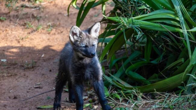 Lobo-guará é o maior canídeo da América do Sul, sendo um símbolo do Cerrado brasileiro