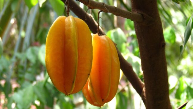Descubra a beleza da caramboleira como planta ornamental