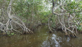 Os mangues são considerados "florestas de carbono azul" por sua função de sumidouro natural de carbono