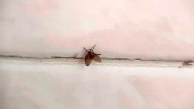 Das espécies Psychoda alternata, P. cinerea, P. satchelli ou Telmatoscopus albipunctatus, ter muitos desses bichinhos voando pode indicar problemas no ambiente.