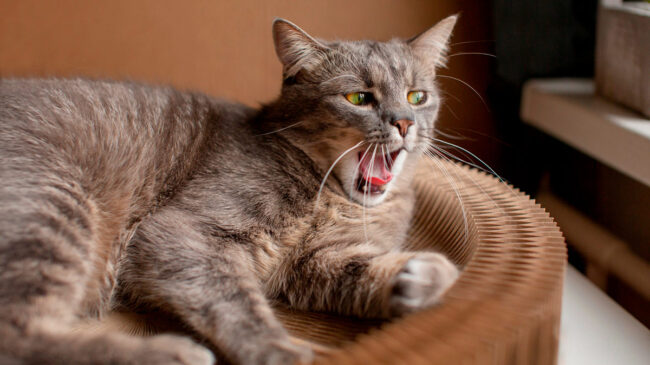 É por meio do cheiro que os gatos constroem um mapa sensorial do mundo