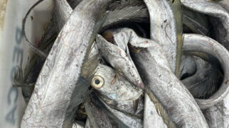 A fiscalização foi motivada por denúncias de moradores e comerciantes, que relataram a venda de peixes deteriorados em ambientes impróprios