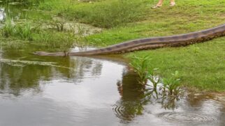 Cidade é famosa por ter as maiores cobras do mundo