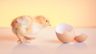 Entenda as duas teorias científicas que redefinem a famosa questão da origem
