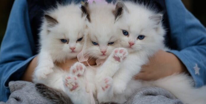 Há algo de errado com quem não gosta de gatos?