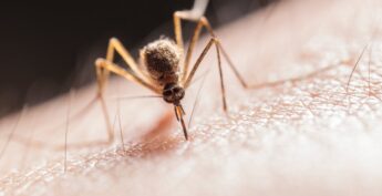 Picadas de mosquitos costumam coçar muito e serem dolorosas