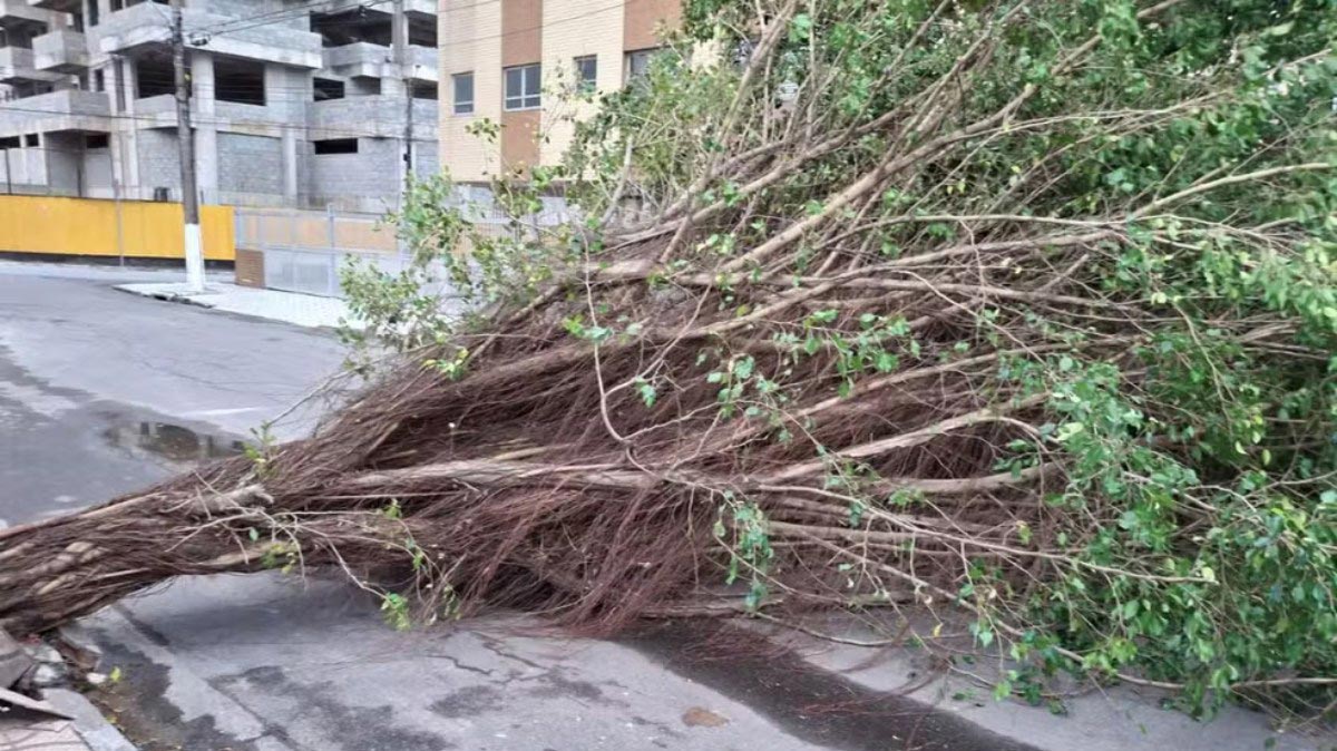 Praia Grande: Árvore caiu na Rua São José, no bairro Caiçara / Arquivo Pessoal/José Lima Santos