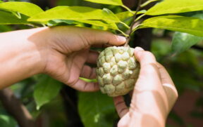Em 2023, o Brasil exportou 986 toneladas de atemoia, pinha e graviola, movimentando quase US$ 4 milhões em receitas