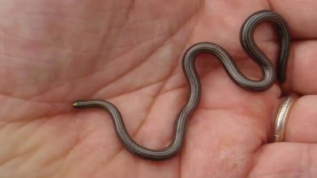 A cobra de Barbados tinha sido considerado extinta