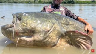 Animal do rio Pó impressiona pela dimensão e faz história