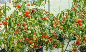 Tomates cereja são fáceis de cuidar em casa.