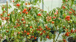 Tomates exigem tutores pois são pesados.