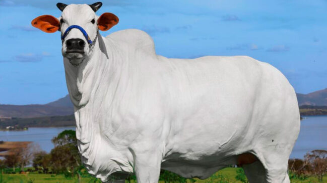 O Brasil conquistou mais um recorde mundial inusitado, desta vez, no campo do agronegócio.