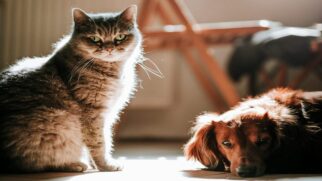 As necessidades nutricionais de cães e gatos são bem distintas, já que pertencem a espécies com origens e fisiologias diferentes