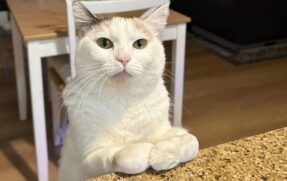 Os veterinários diagnosticaram Junie com deformidade bilateral dos membros anteriores