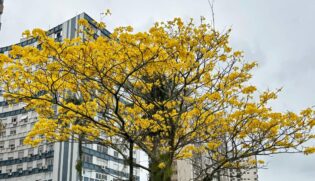 Estão entre as espécies mais simbólicas do país, o ipê-amarelo, por exemplo, é a árvore nacional, oficialmente declarada pelo Decreto n&ordm; 7.830/2012