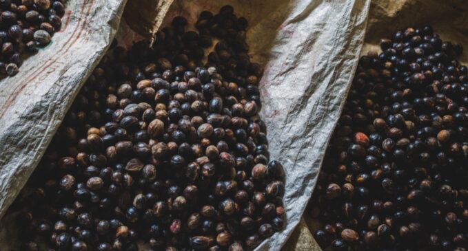 A cidade ainda realiza anualmente a tradicional Festa da Jabuticaba, com barracas de comidas típicas e produtos artesanais derivados da fruta.