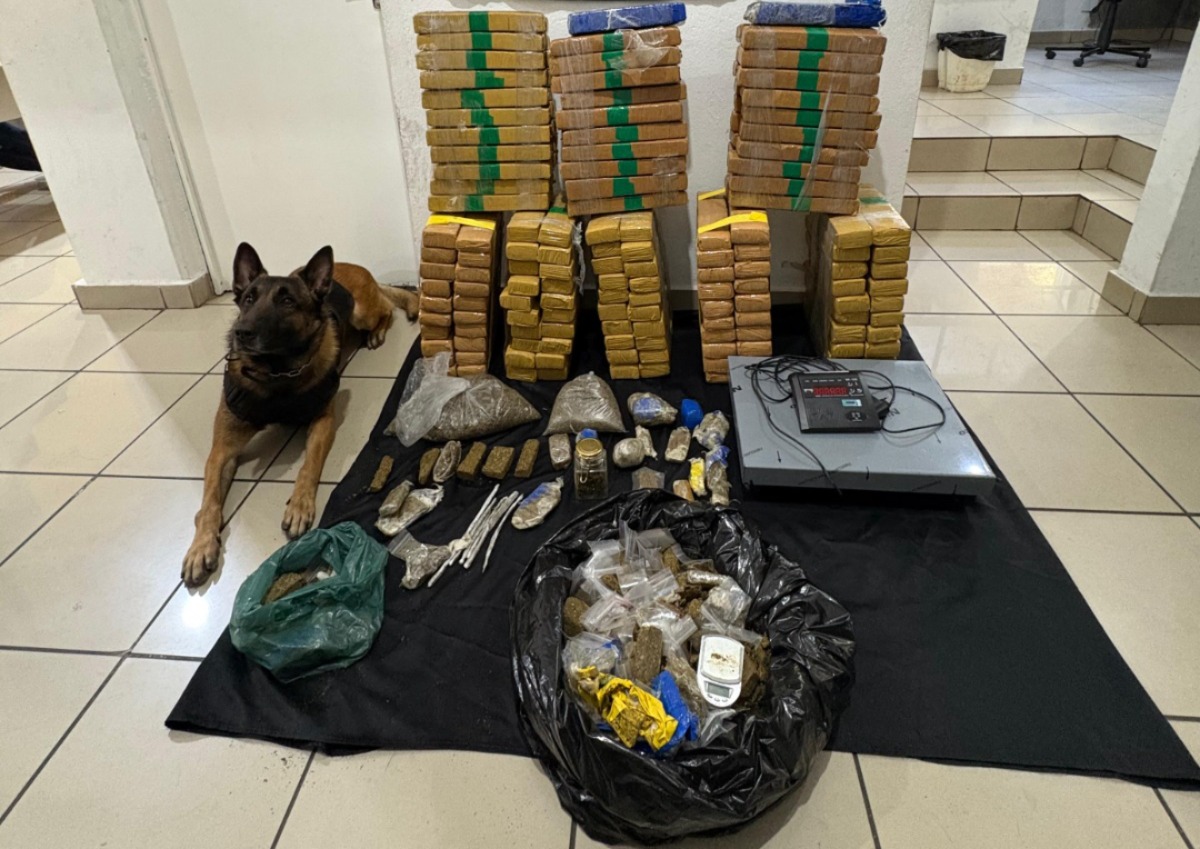 Cão farejador Ice indicou o imóvel onde as drogas estavam