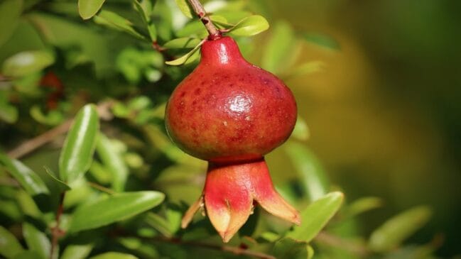 O romã possui inúmeros nutrientes